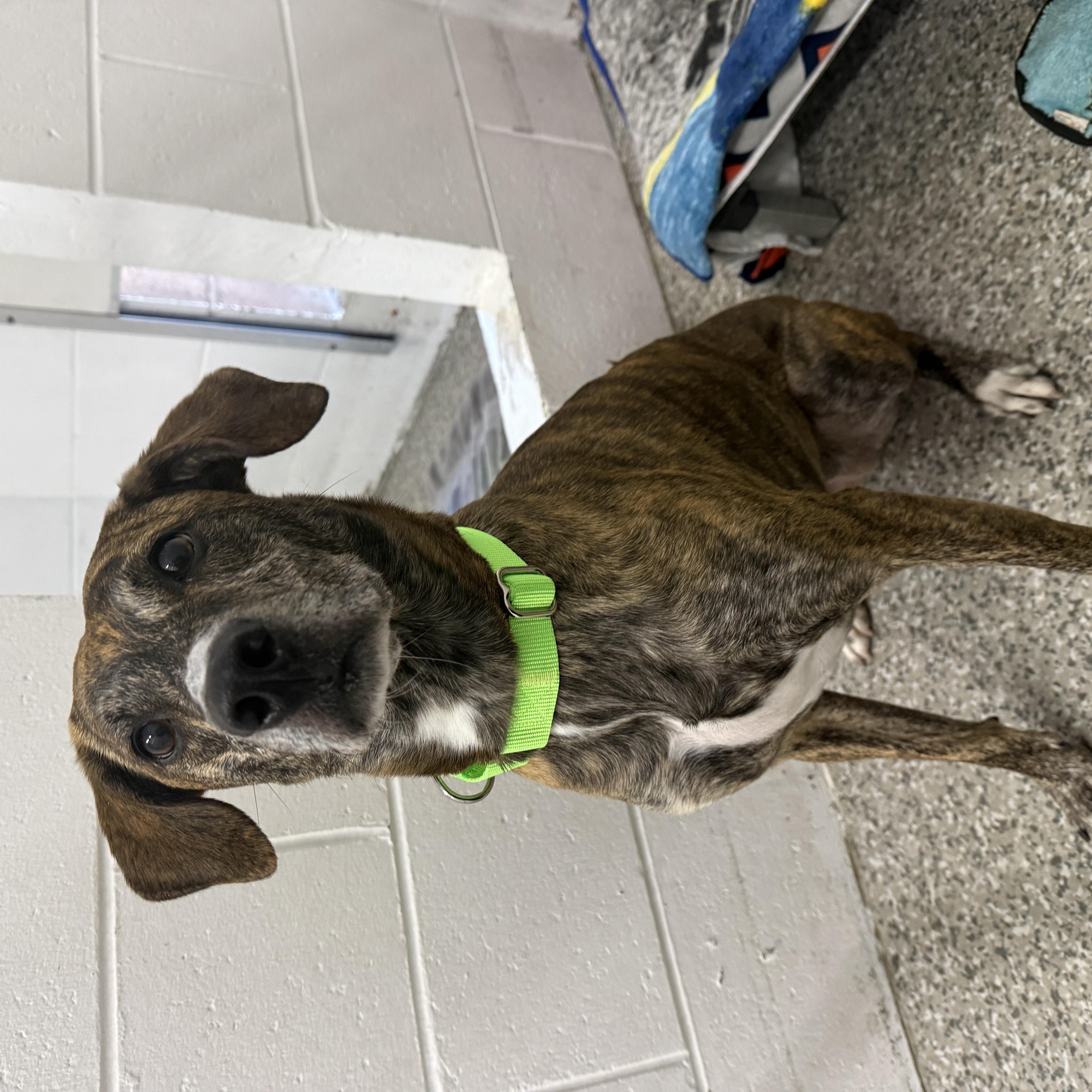Enlarge Rajah, a Adoptable mixed breed in Oconto, WI image 2/3
