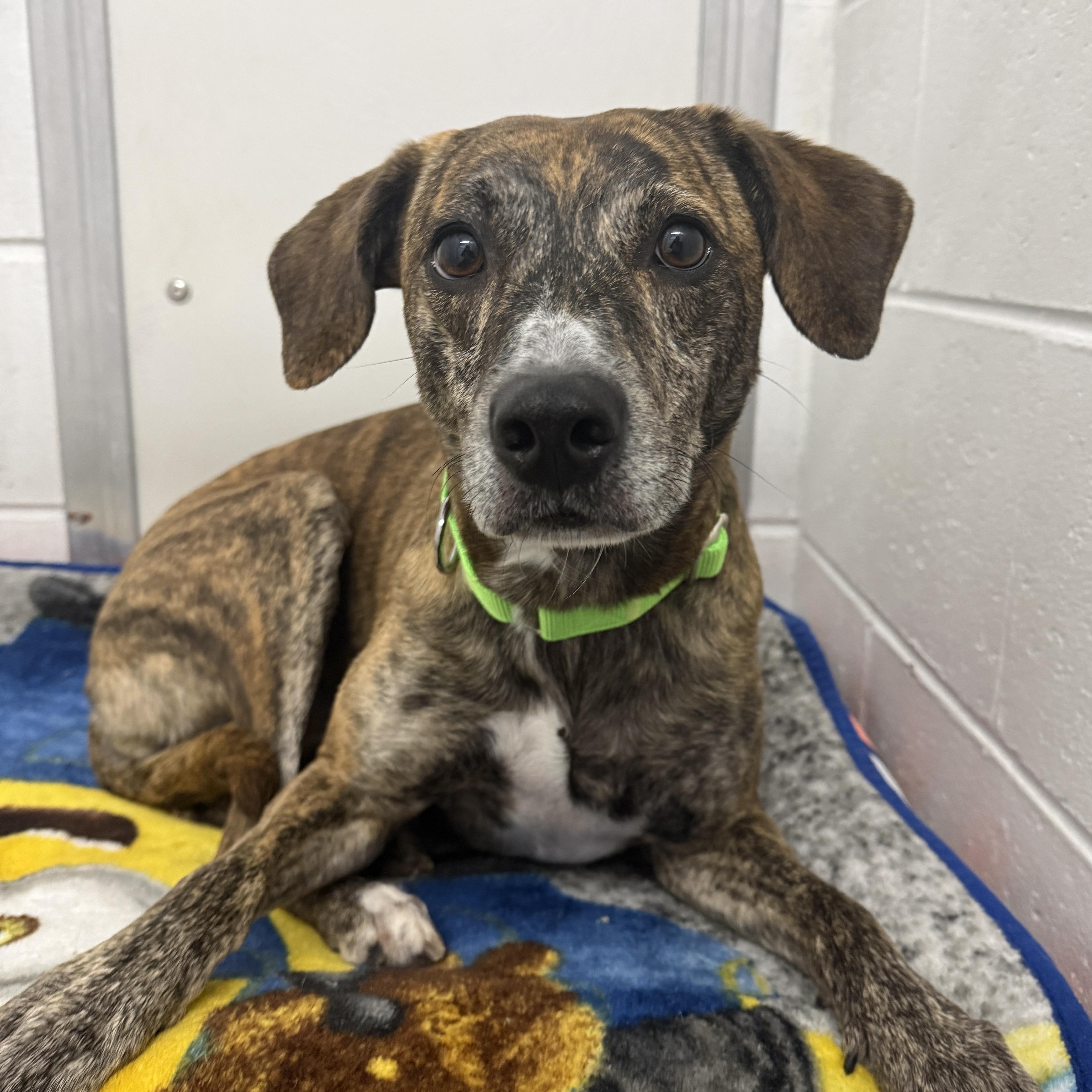Enlarge Rajah, a Adoptable mixed breed in Oconto, WI image 3/3