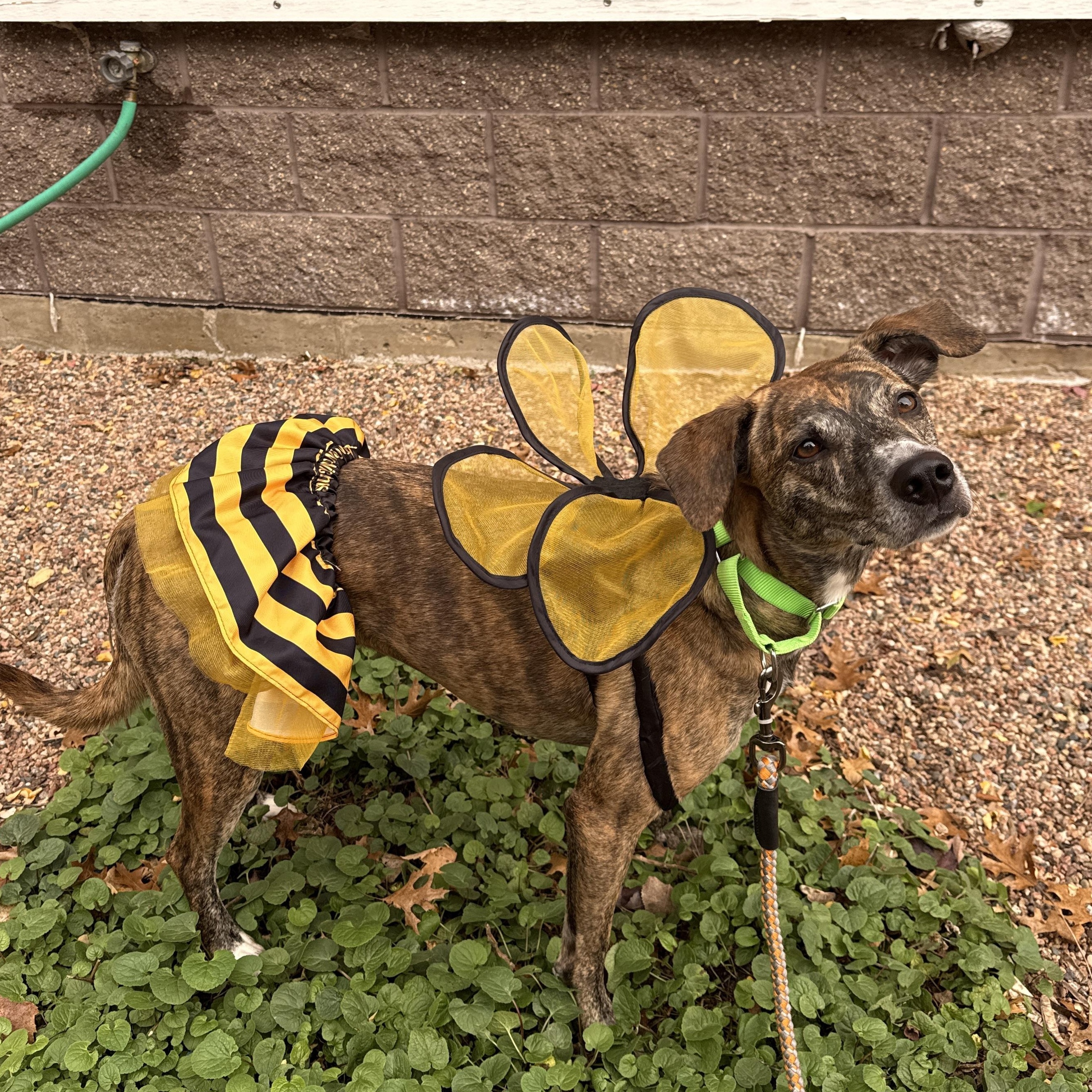 Rajah, Adoptable, Adult Female Whippet & Mixed Breed.