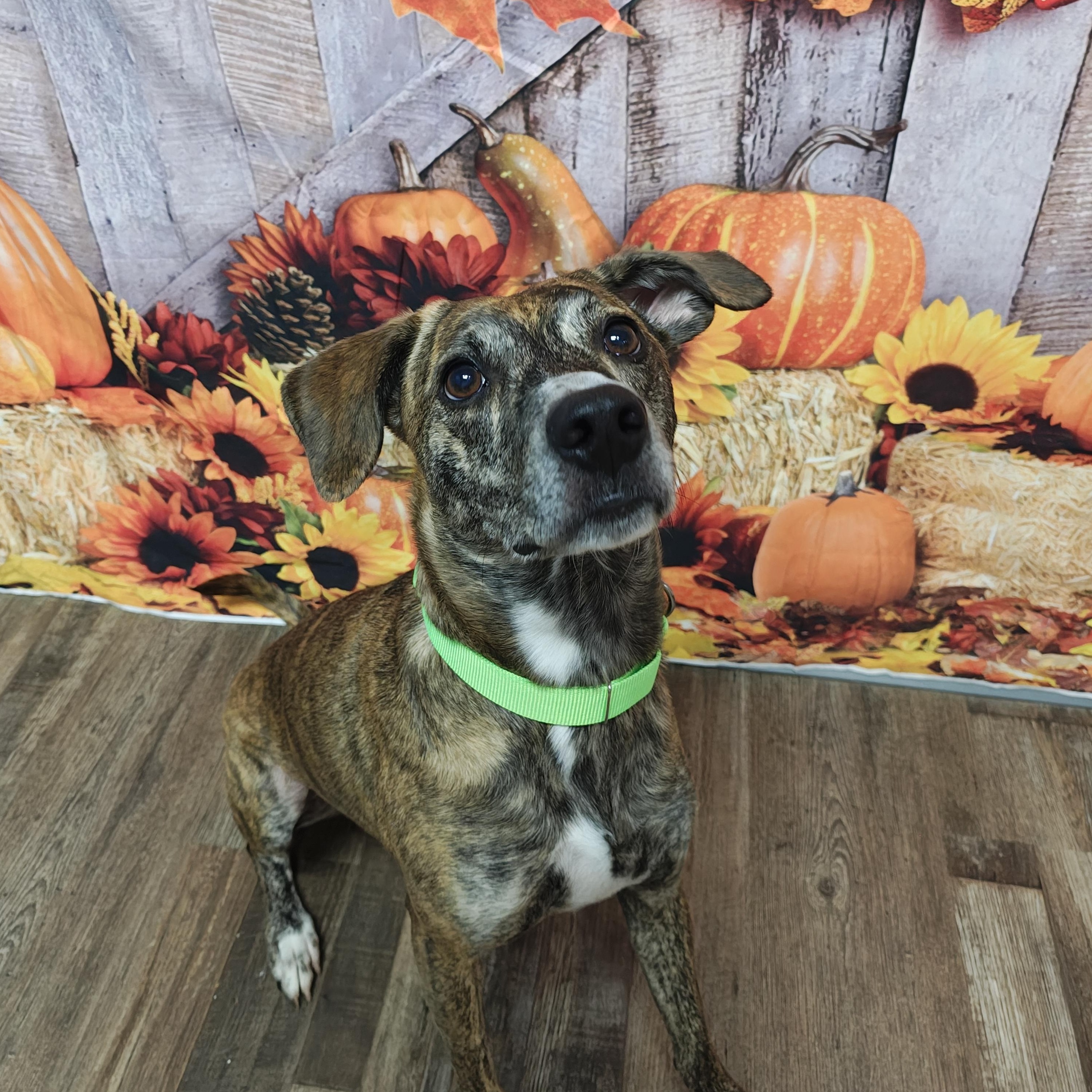Rajah, Adoptable, Adult Female Whippet & Mixed Breed.