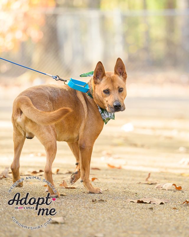 Tony , an adoptable Mixed Breed in Madison, MS, 39110 | Photo Image 3