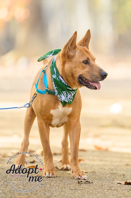 Tony , an adoptable Mixed Breed in Madison, MS, 39110 | Photo Image 2
