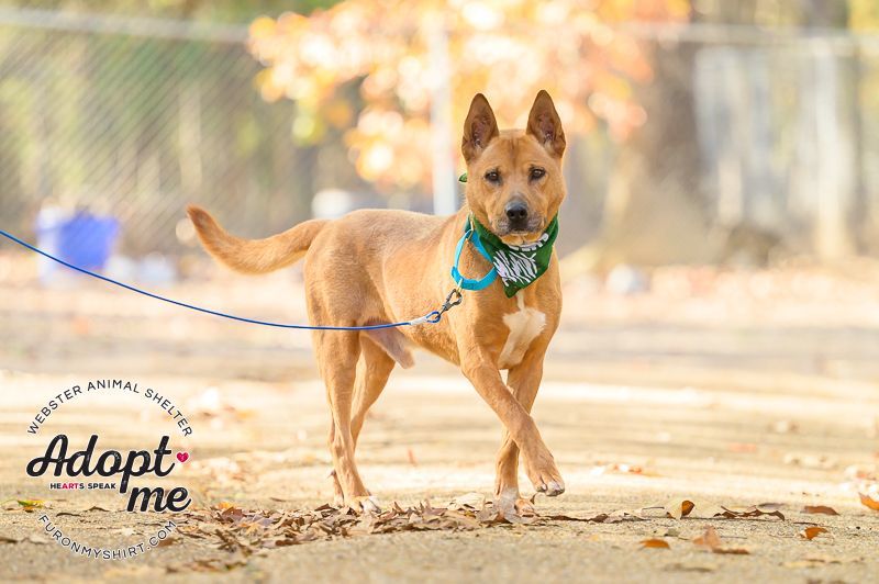 Tony , Adult Male Mixed Breed