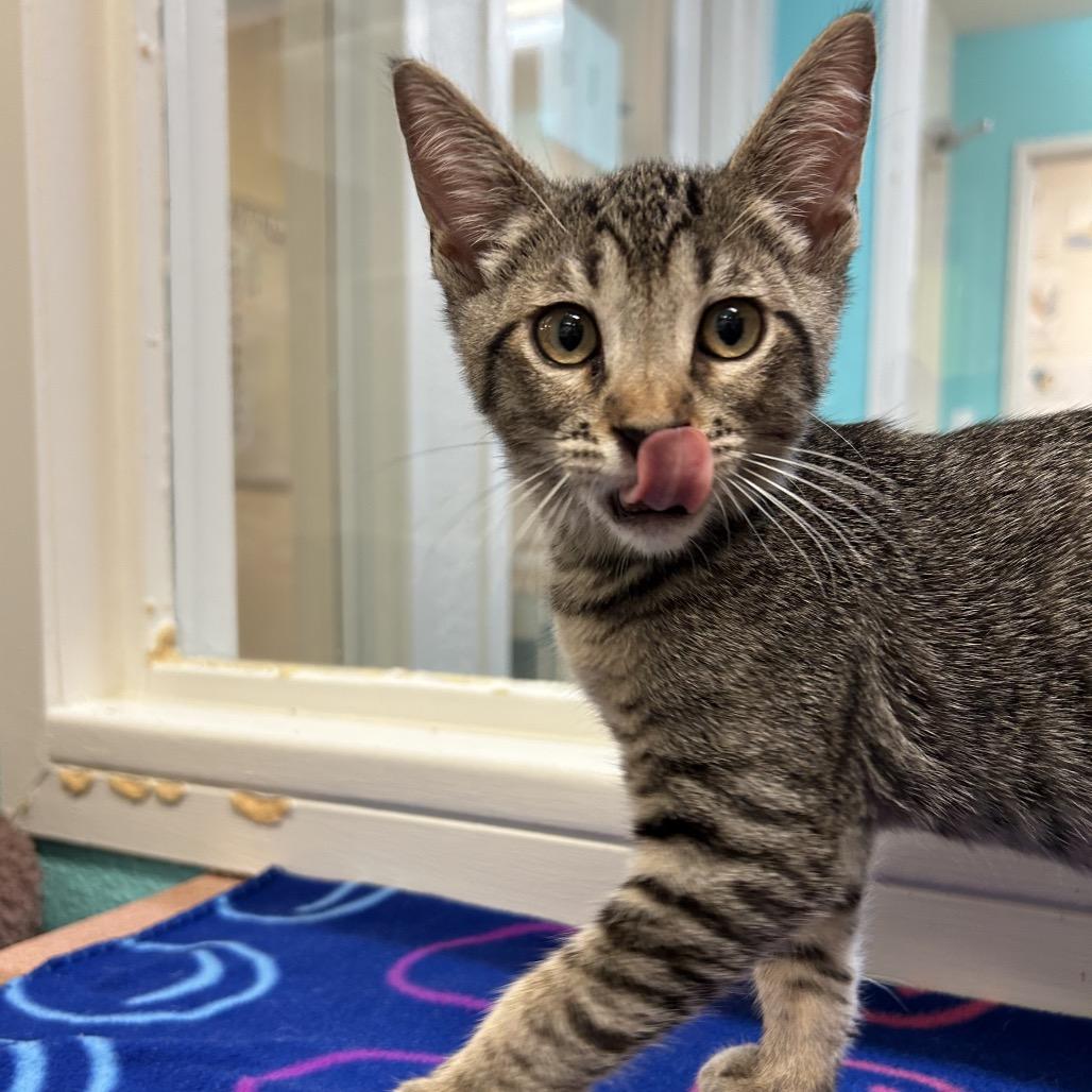 Keef, Adoptable, Young Male Domestic Short Hair.