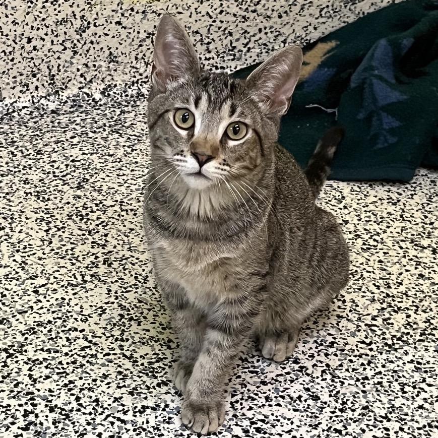 Enlarge Keef, a Adoptable Domestic Short Hair in Fresno, CA image 2/6