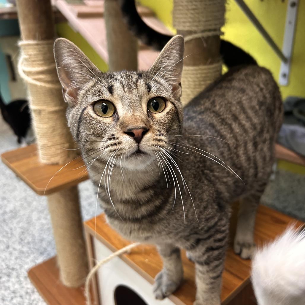 Enlarge Keef, a Adoptable Domestic Short Hair in Fresno, CA image 3/6