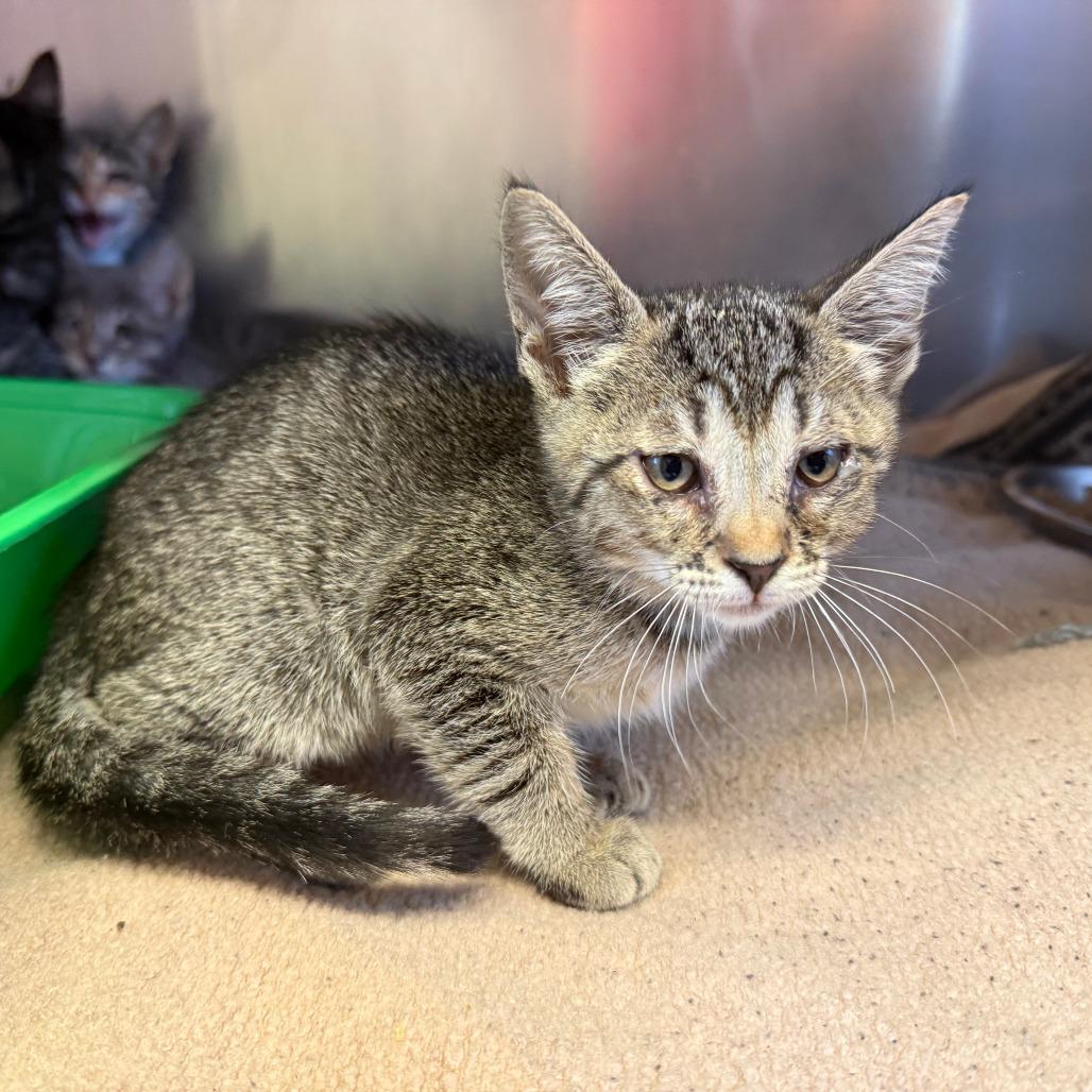 Enlarge Keef, a Adoptable Domestic Short Hair in Fresno, CA image 4/6