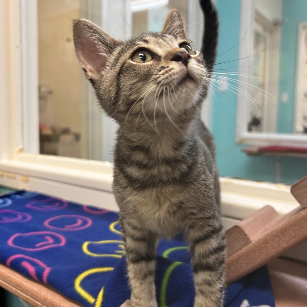 Enlarge Keef, a Adoptable Domestic Short Hair in Fresno, CA image 5/6