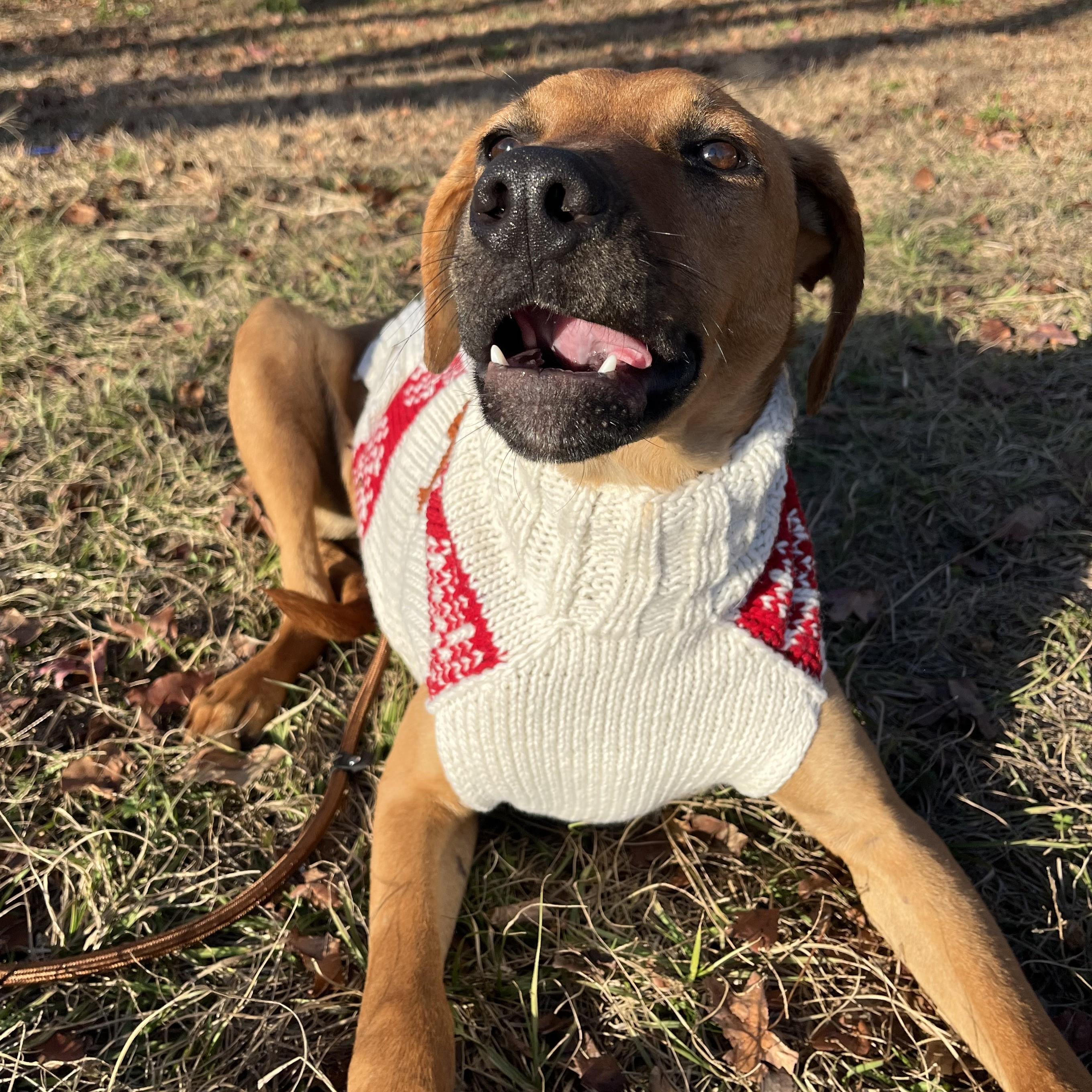 Dog for adoption - Crest, a Rhodesian Ridgeback Mix in Providence, RI ...