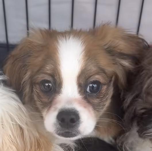 Enlarge Squiggle, a Adoptable Mixed Breed in Scarborough, ON image 2/4