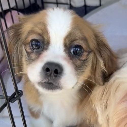 Squiggle, Adoptable, Puppy Male Mixed Breed.