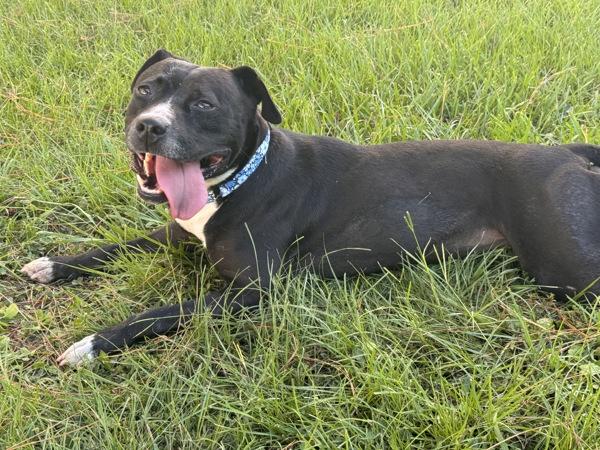 Enlarge Nessa, a Adoptable mixed breed in Mobile, AL image 1/6