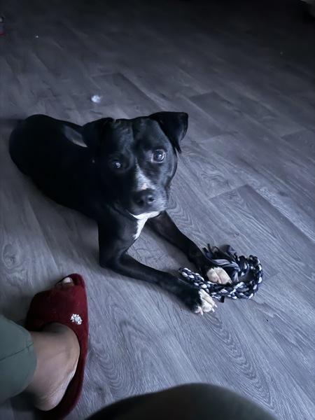 Enlarge Nessa, a Adoptable mixed breed in Mobile, AL image 2/6