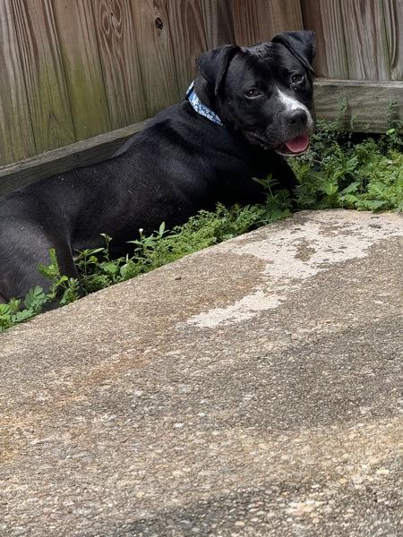 Enlarge Nessa, a Adoptable mixed breed in Mobile, AL image 3/6