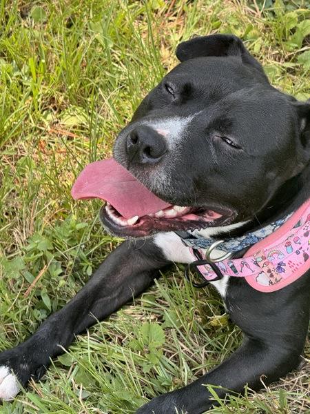 Enlarge Nessa, a Adoptable mixed breed in Mobile, AL image 4/6