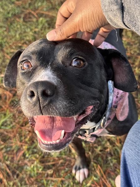 Enlarge Nessa, a Adoptable mixed breed in Mobile, AL image 5/6