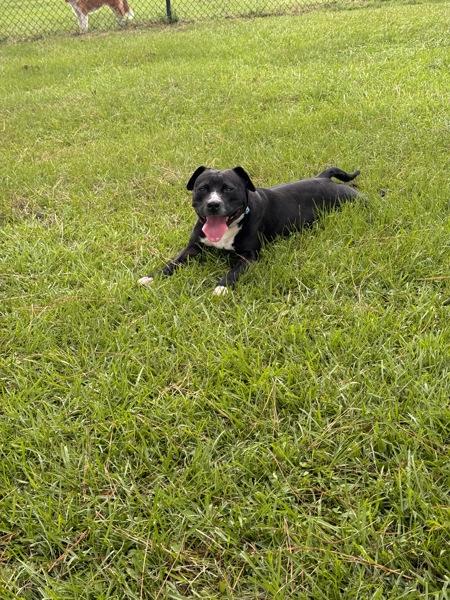 Enlarge Nessa, a Adoptable mixed breed in Mobile, AL image 6/6