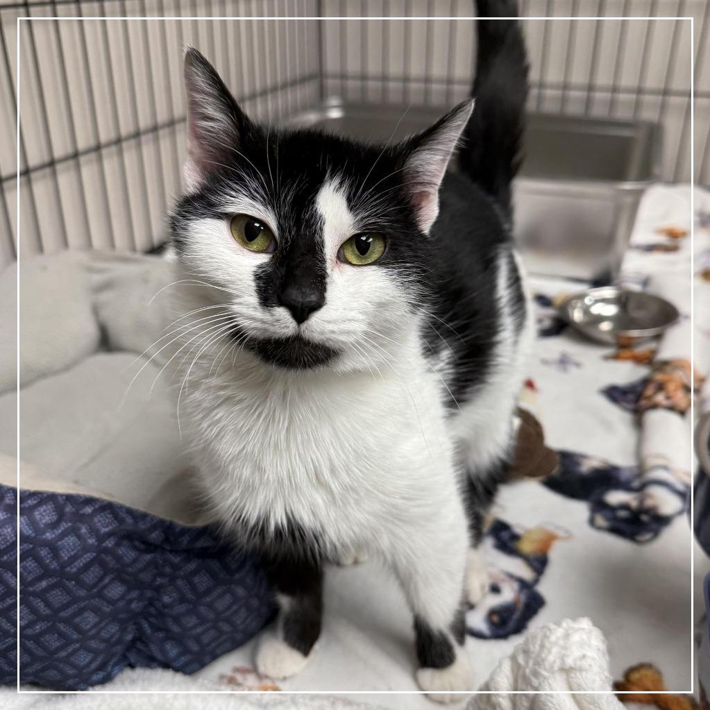Chickie, Adoptable, Young Female Domestic Short Hair.