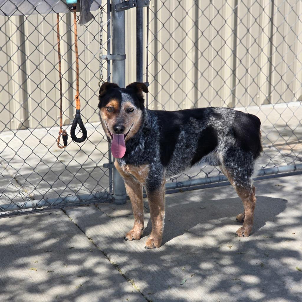 Shawn (Bodhi), Adoptable, Adult Male Cattle Dog.