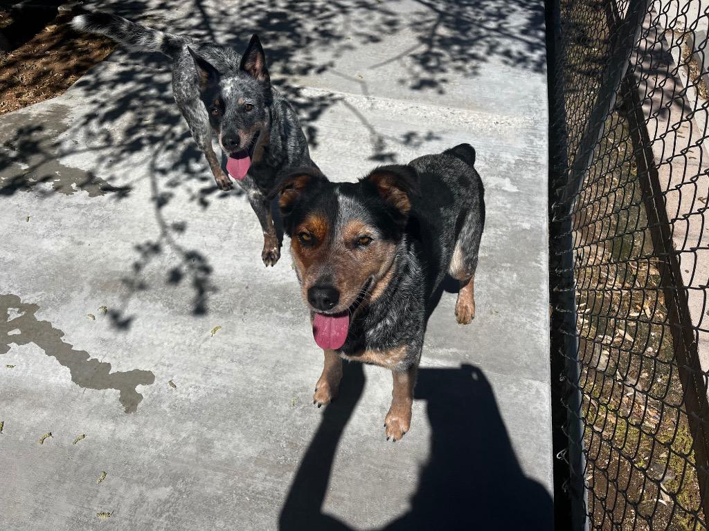 Enlarge Shawn (Bodhi), a Adoptable Cattle Dog in Twentynine Palms, CA image 2/6