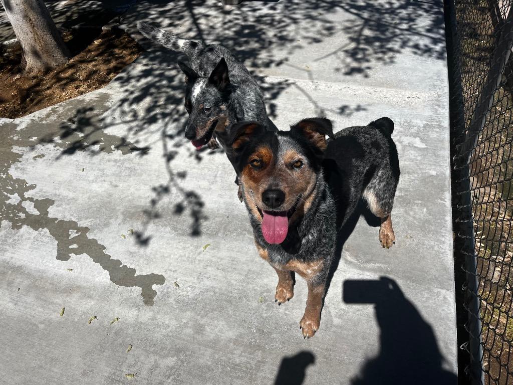 Enlarge Shawn (Bodhi), a Adoptable Cattle Dog in Twentynine Palms, CA image 3/6