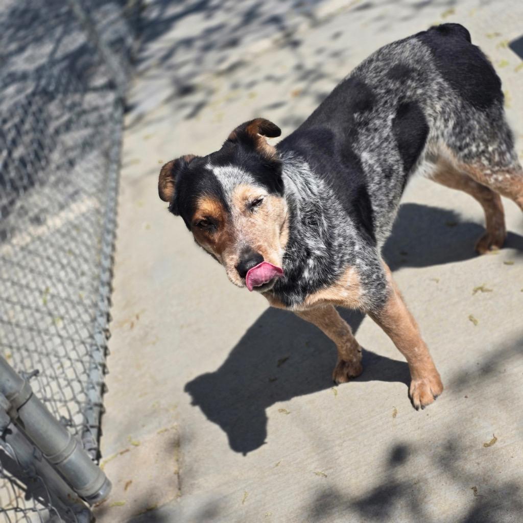 Enlarge Shawn (Bodhi), a Adoptable Cattle Dog in Twentynine Palms, CA image 4/6
