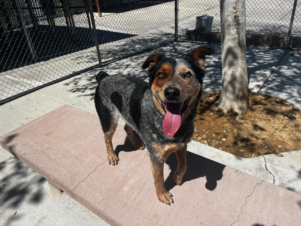 Enlarge Shawn (Bodhi), a Adoptable Cattle Dog in Twentynine Palms, CA image 5/6