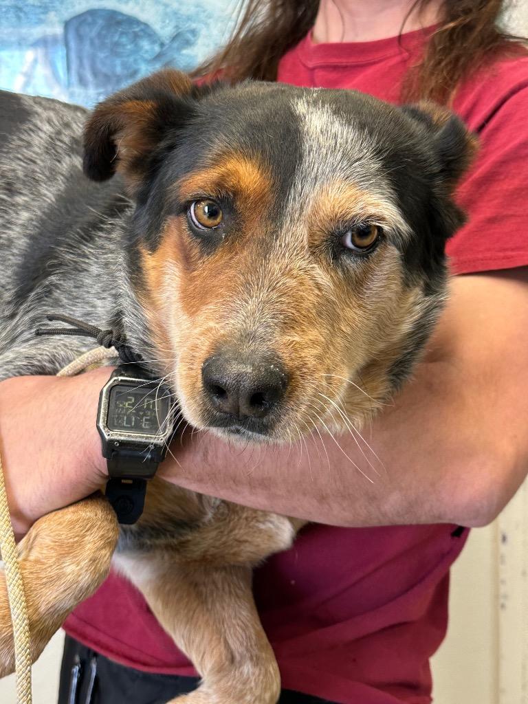 Enlarge Shawn (Bodhi), a Adoptable Cattle Dog in Twentynine Palms, CA image 6/6