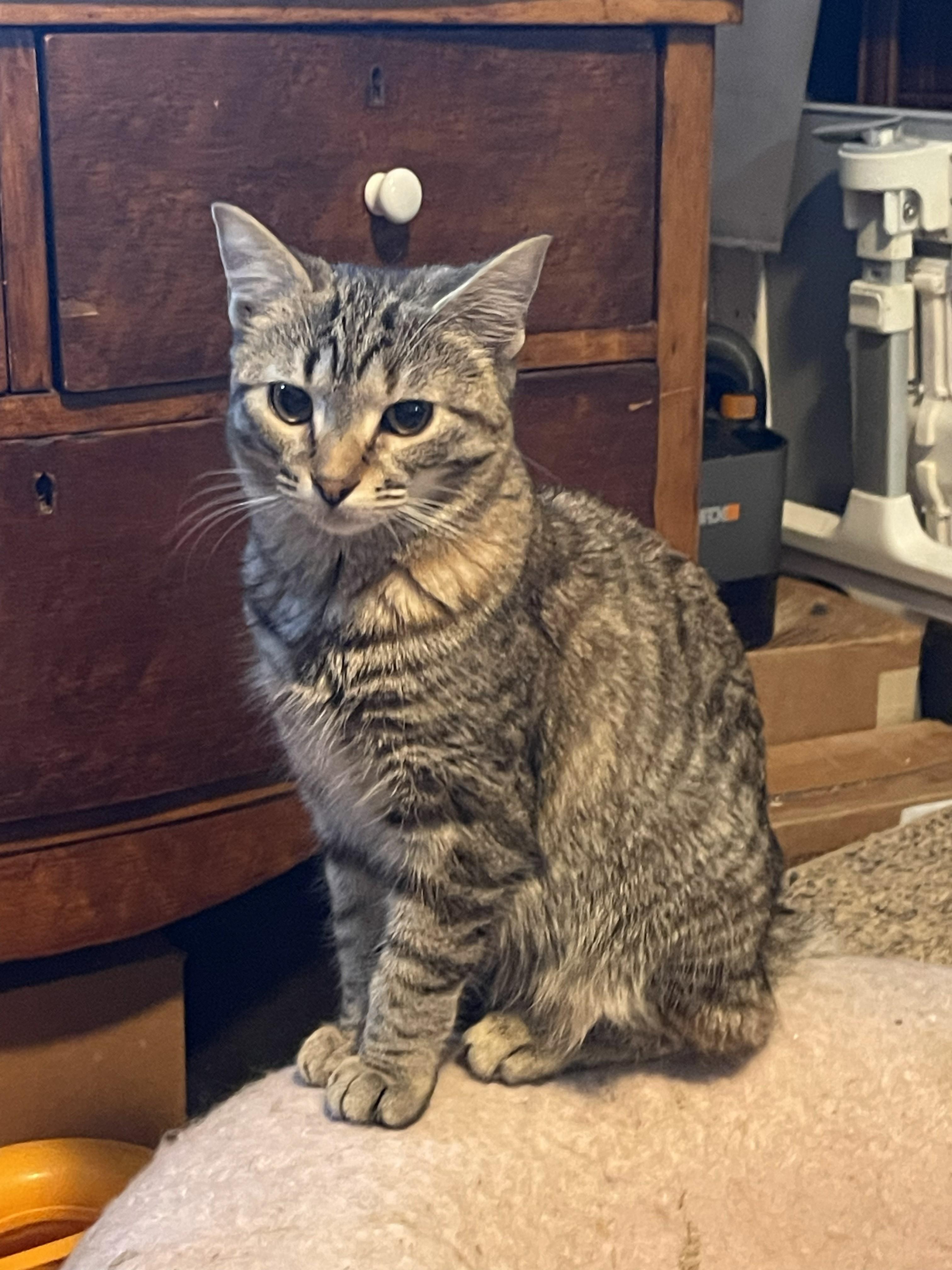 Enlarge Paws, an adopted Domestic Short Hair in Great Mills, MD image 1/1