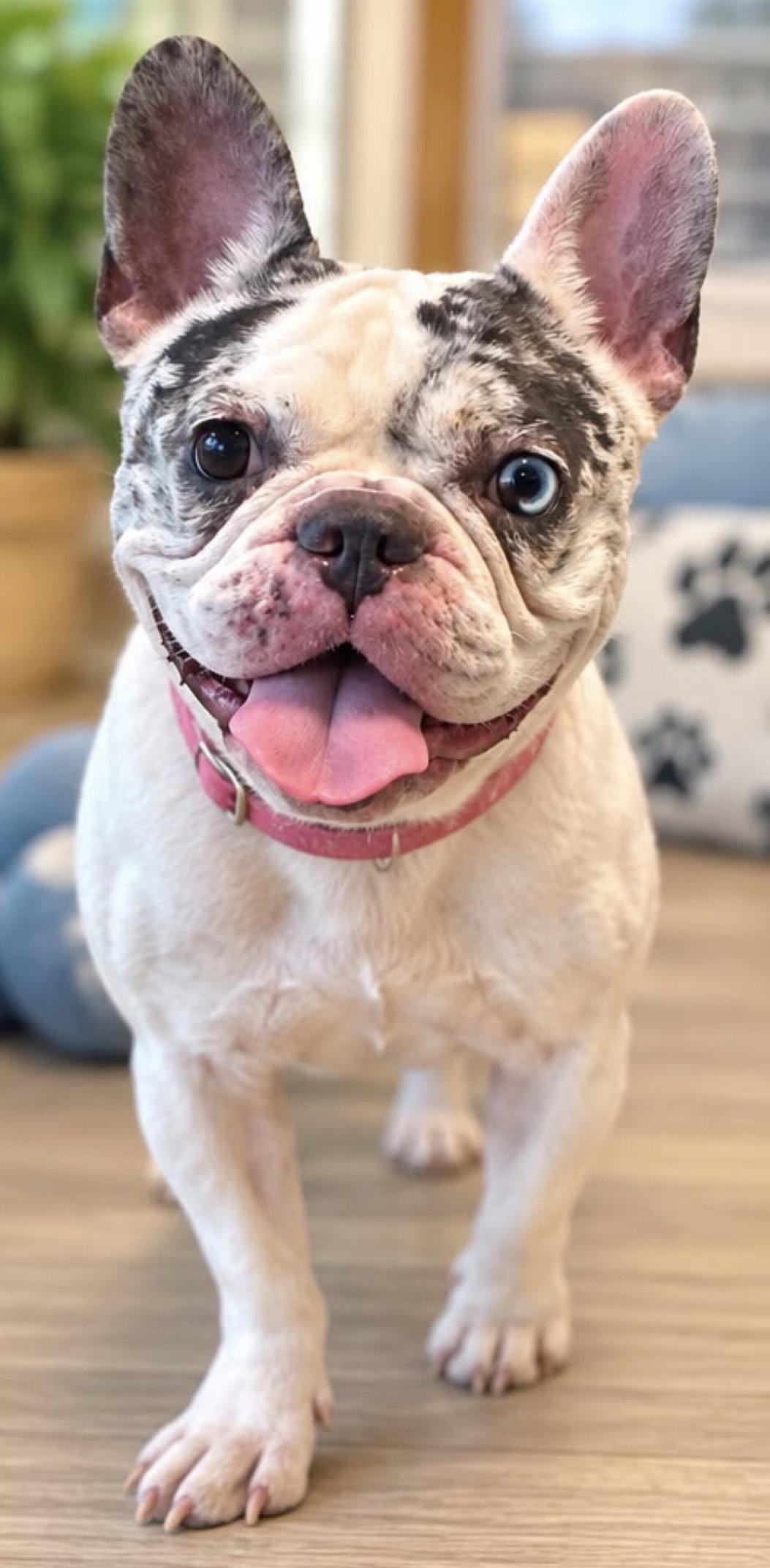 JESSICA, Adopted, Adult Female French Bulldog.