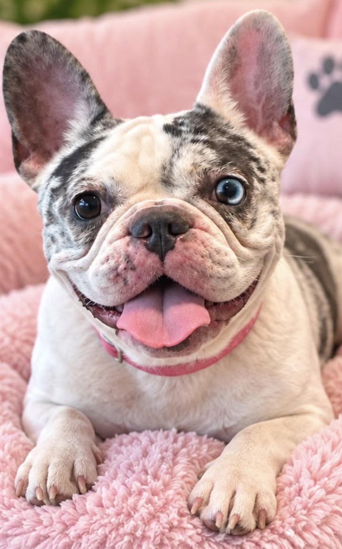 Enlarge JESSICA, a Adopted French Bulldog in Margate, FL image 2/3