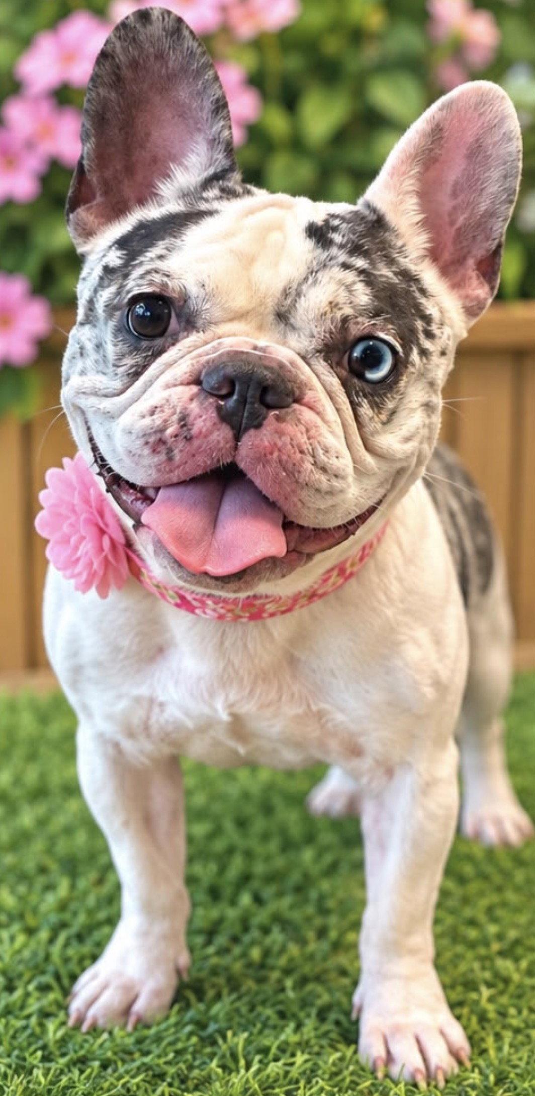 Enlarge JESSICA, a Adopted French Bulldog in Margate, FL image 3/3