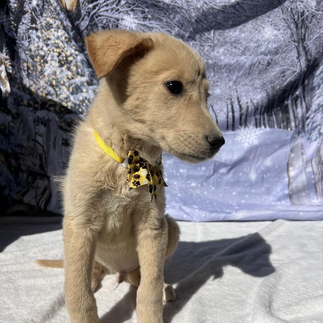 Buddy, Adoptable, Young Male Labrador Retriever & None.