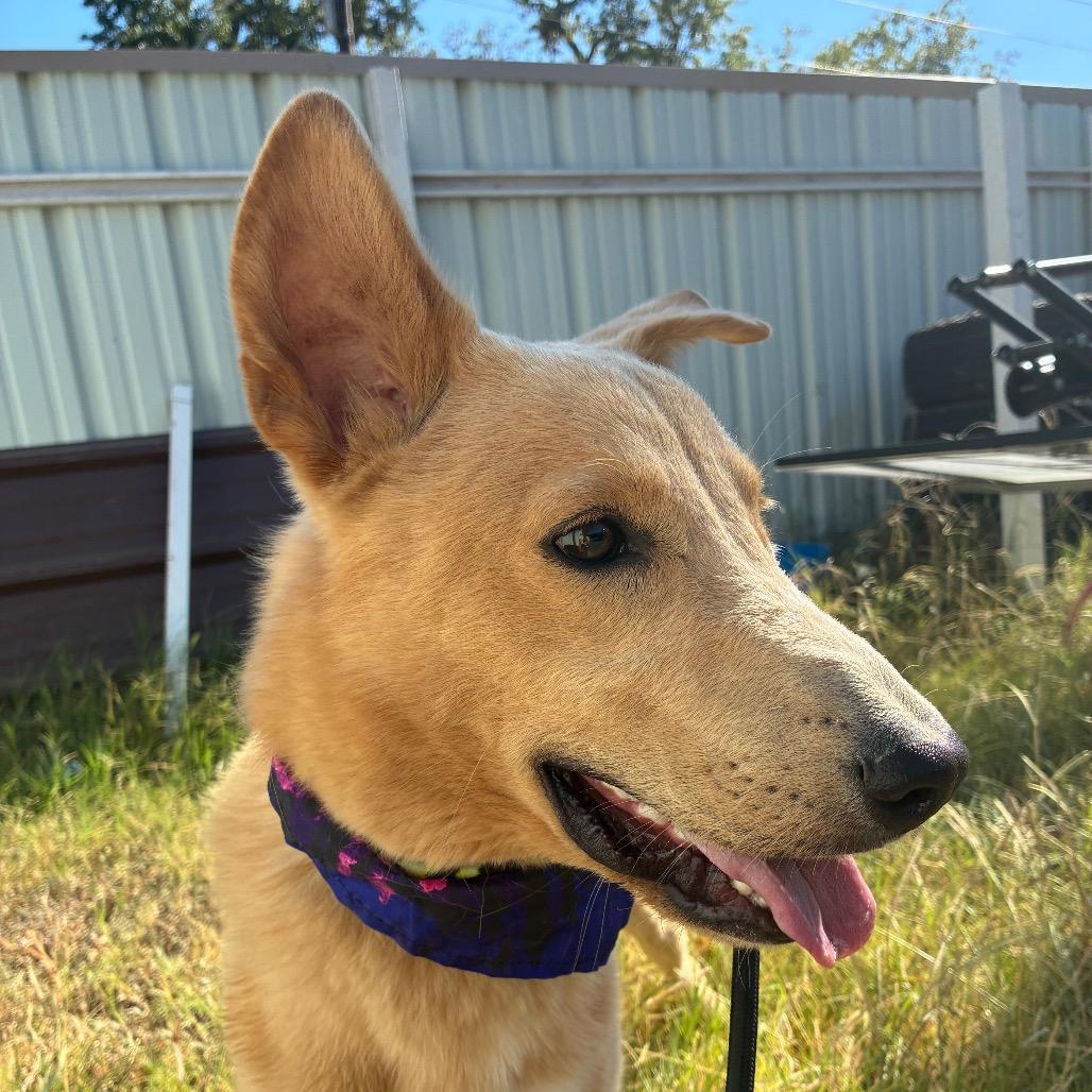 Enlarge Buddy, a Adoptable Labrador Retriever in Aledo, TX image 2/6