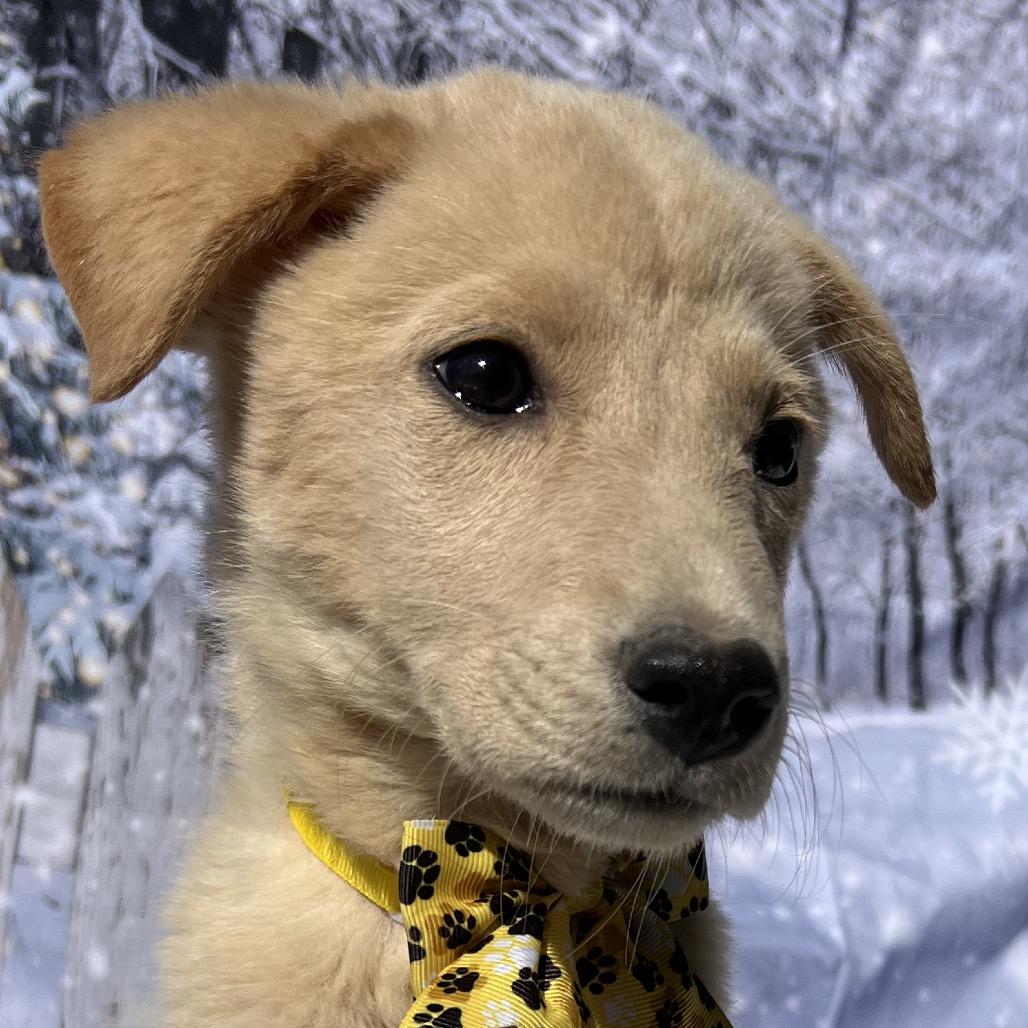 Enlarge Buddy, a Adoptable Labrador Retriever in Aledo, TX image 4/6