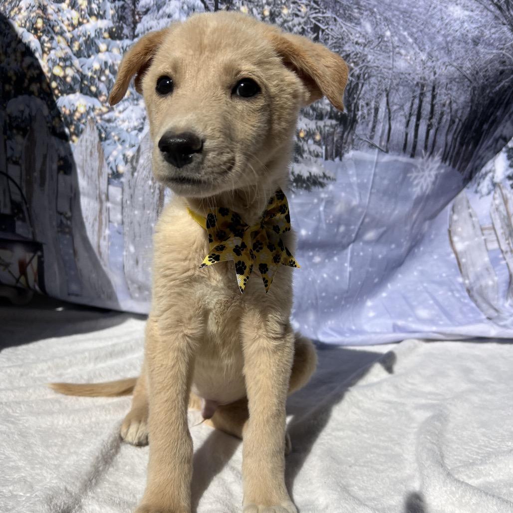 Enlarge Buddy, a Adoptable Labrador Retriever in Aledo, TX image 5/6