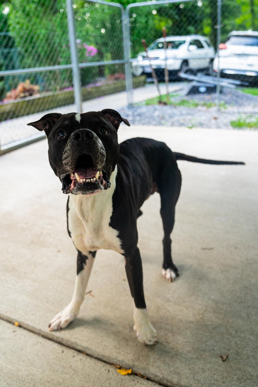 Ferdinand, ADOPTABLE, Adult Male Boxer.