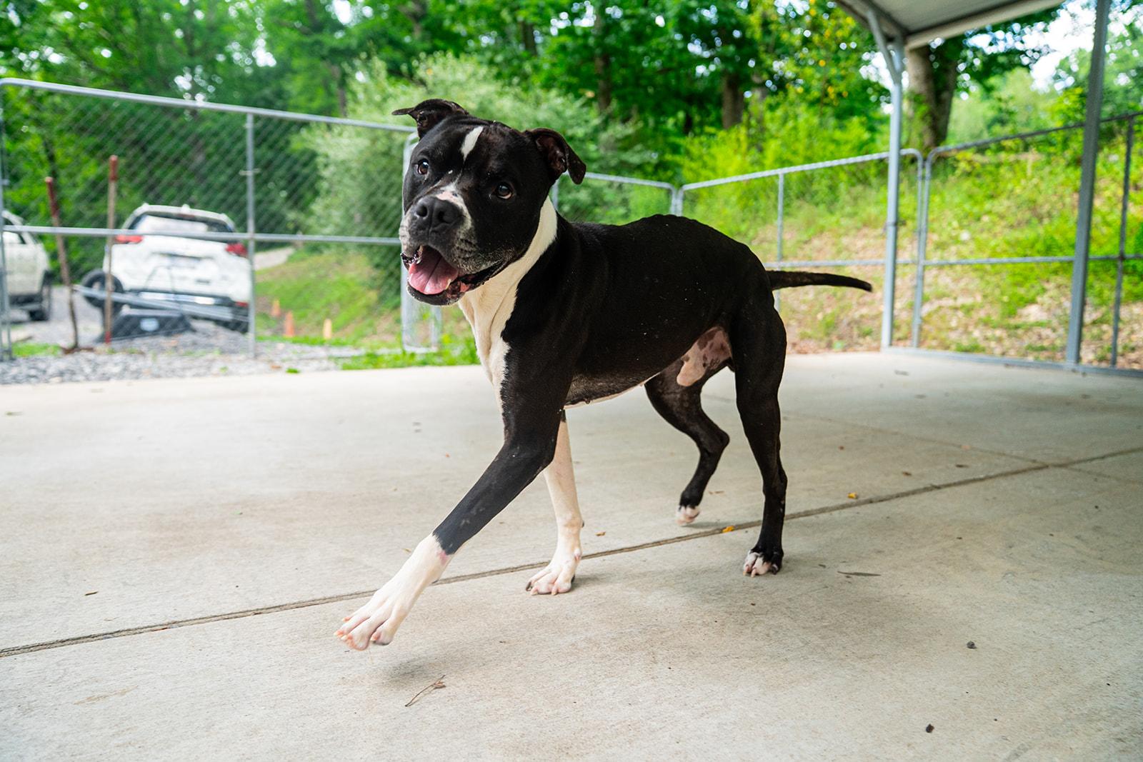 Enlarge Ferdinand, a ADOPTABLE mixed breed in Dellslow, WV image 6/6