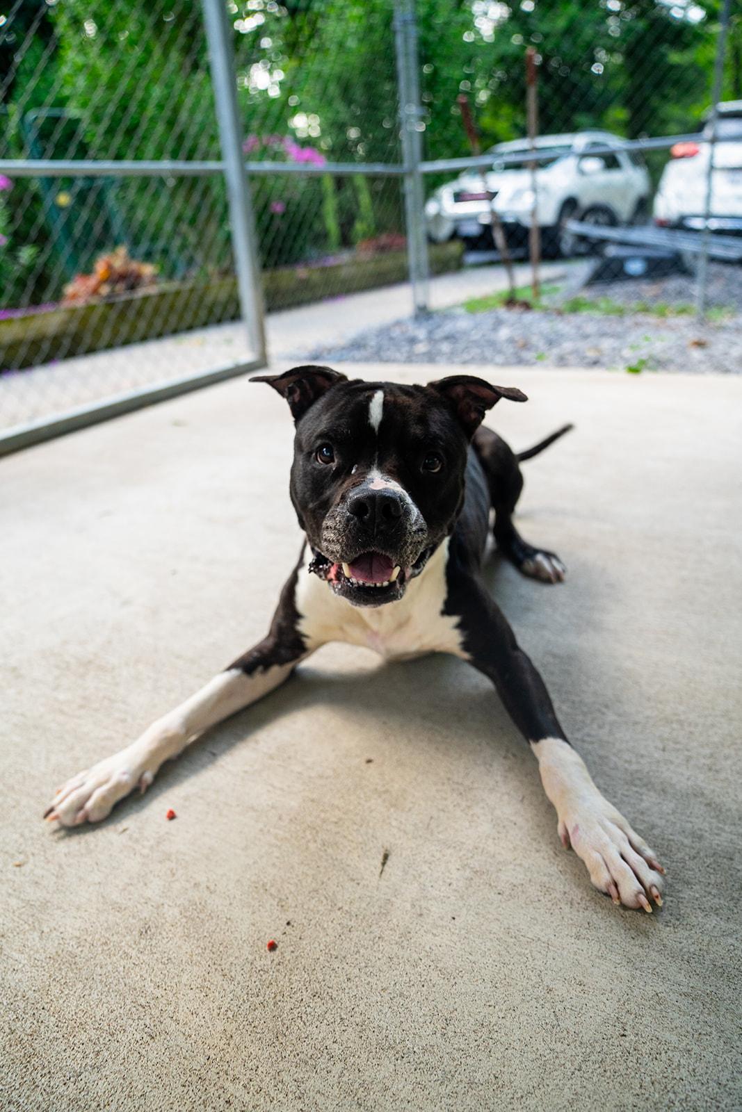 Enlarge Ferdinand, a ADOPTABLE mixed breed in Dellslow, WV image 4/6
