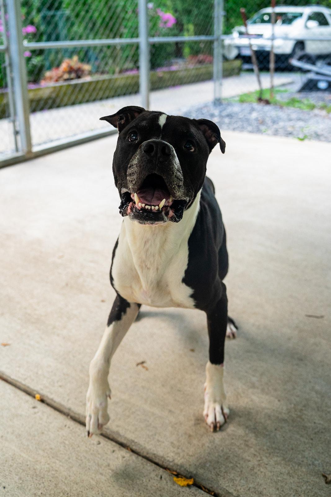 Enlarge Ferdinand, a ADOPTABLE mixed breed in Dellslow, WV image 3/6