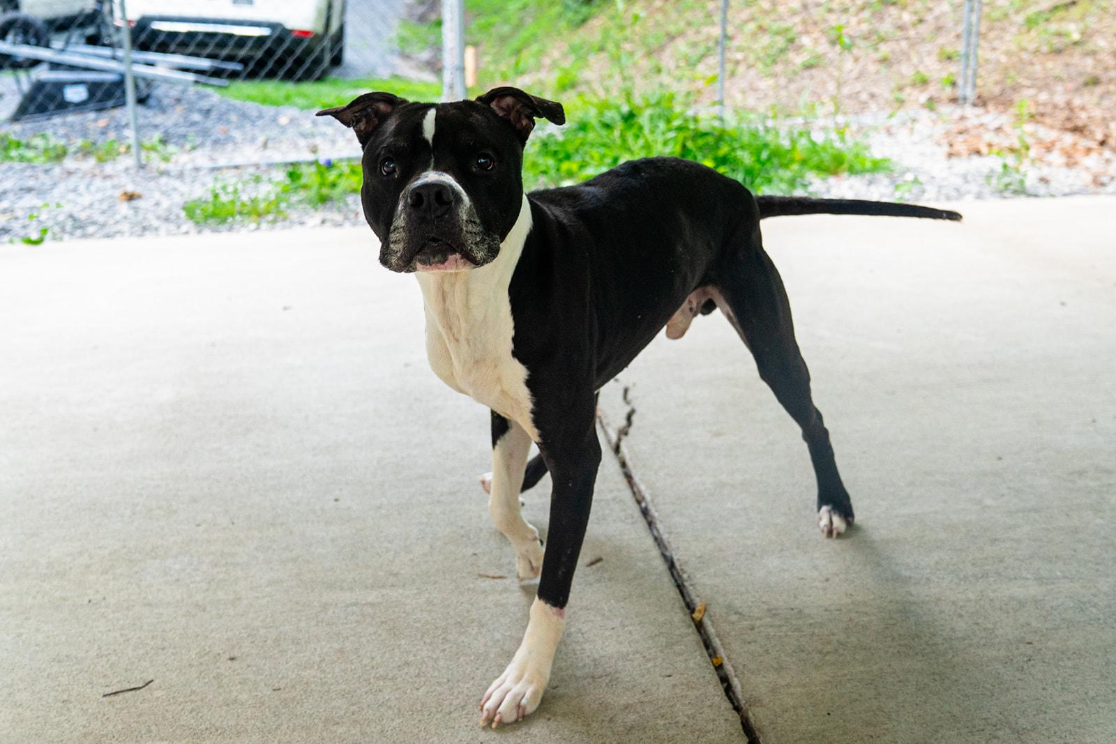 Enlarge Ferdinand, a ADOPTABLE mixed breed in Dellslow, WV image 2/6