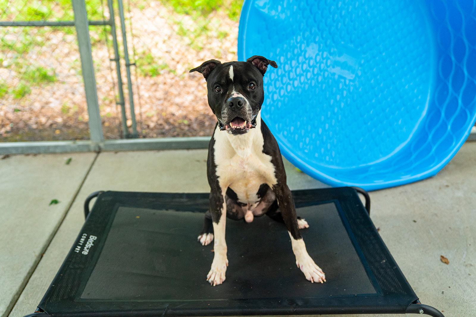 Enlarge Ferdinand, a ADOPTABLE mixed breed in Dellslow, WV image 5/6