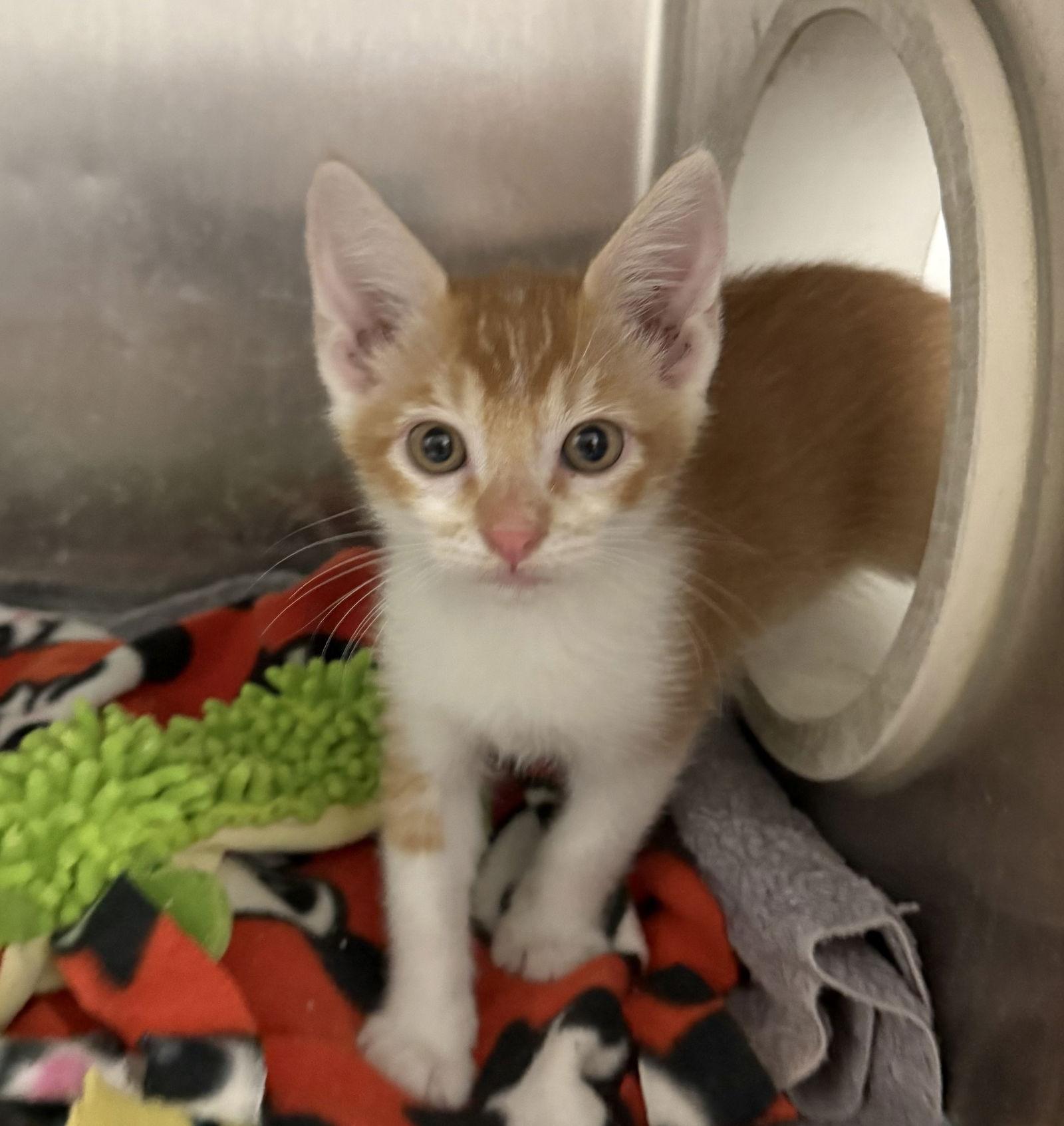 Enlarge Mork, a Adopted Domestic Short Hair in Woodland, CA image 1/2