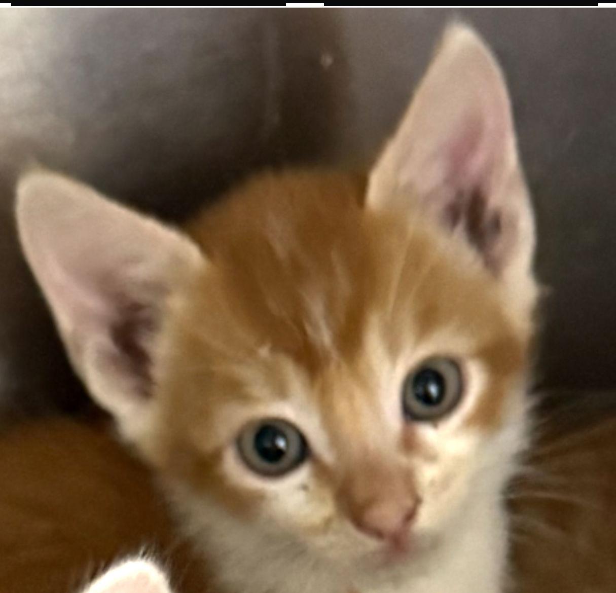 Enlarge Mork, a Adopted Domestic Short Hair in Woodland, CA image 2/2