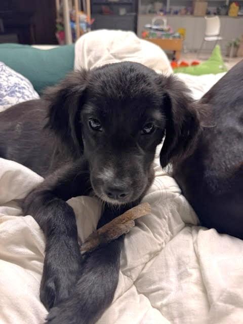 Enlarge Delta, an adopted mixed breed in Palatine, IL image 3/4
