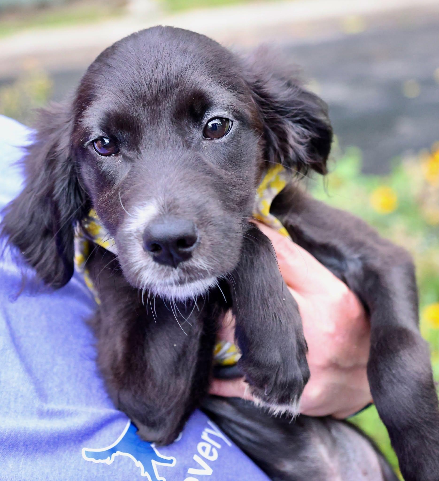 Enlarge Delta, an adopted mixed breed in Palatine, IL image 4/4