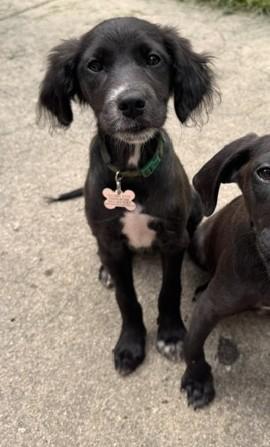 Enlarge Delta, an adopted mixed breed in Palatine, IL image 2/4
