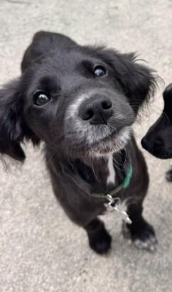 Delta, adopted, Puppy Female Retriever & Mixed Breed.