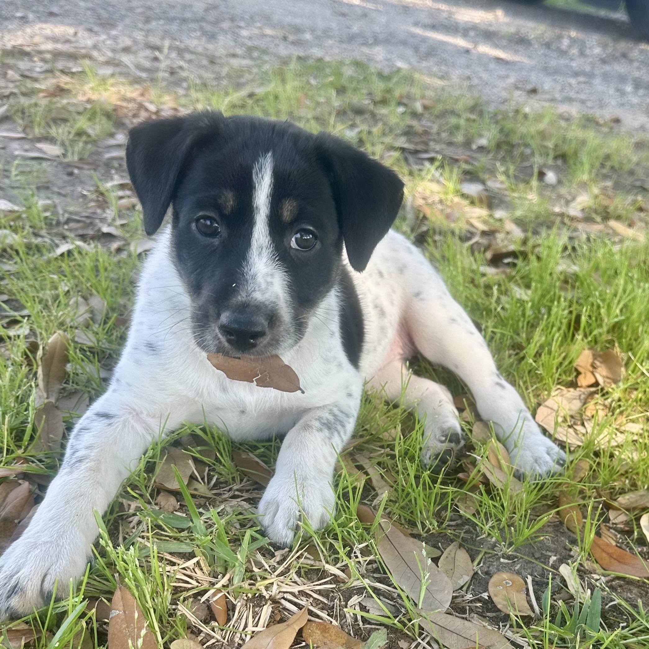 Enlarge Oreo the heeler, an adopted mixed breed in Hartford , CT image 5/6