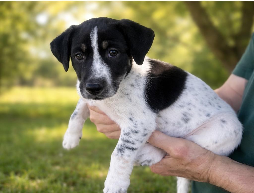 Enlarge Oreo the heeler, an adopted mixed breed in Hartford , CT image 2/6